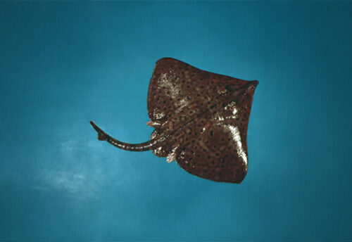 barndoor skate
