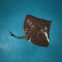 barndoor skate