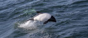 Commerson's dolphin