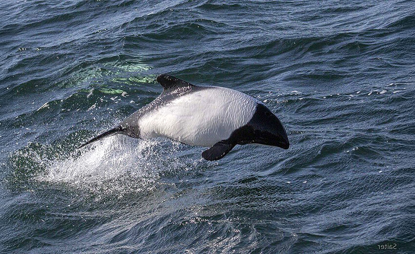 Commerson's dolphin