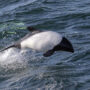 Commerson's dolphin