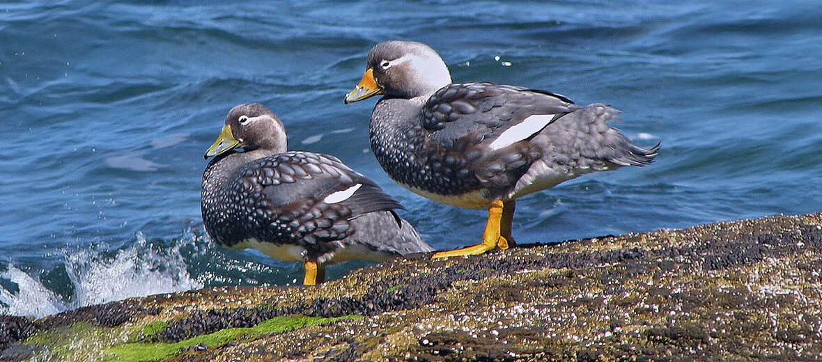chubut steamer duck