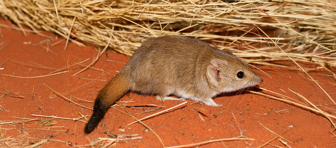 crest-tailed mulgura
