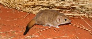 crest-tailed mulgura