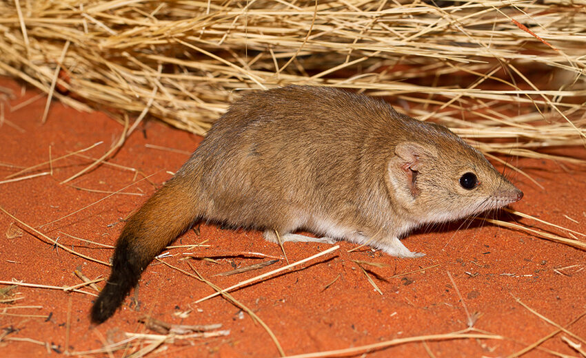 crest-tailed mulgura