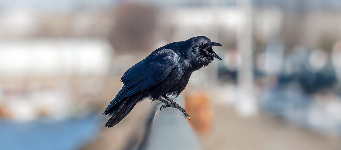 fish crow