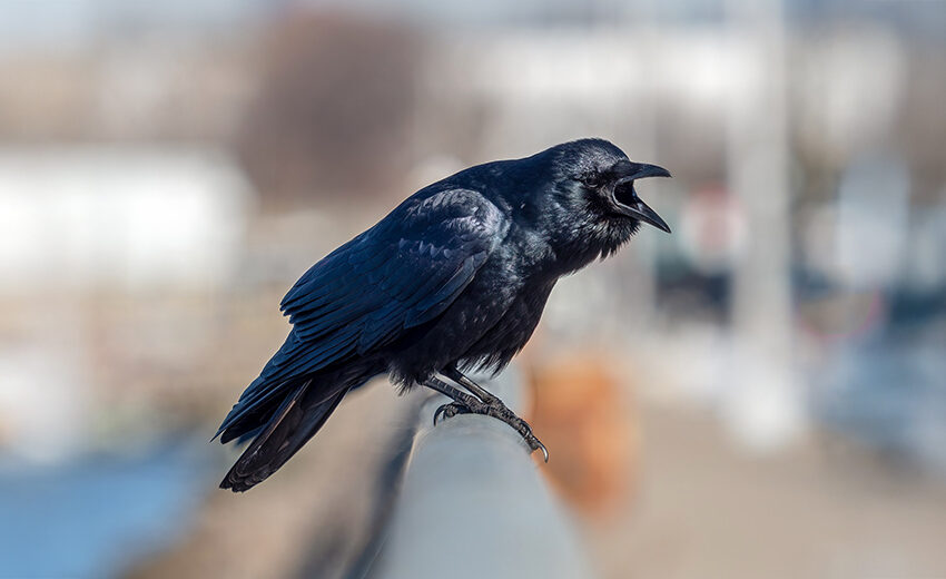 fish crow