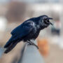 fish crow