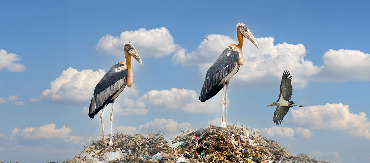 greater adjutant
