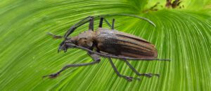 giant Fijian long-horned beetle