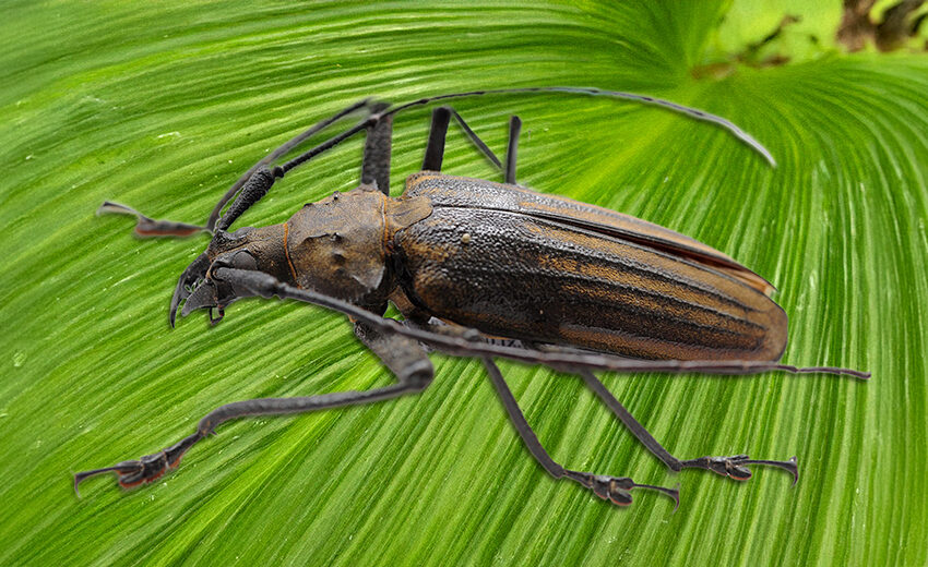 giant Fijian long-horned beetle