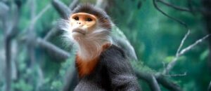grey-shanked douc langur