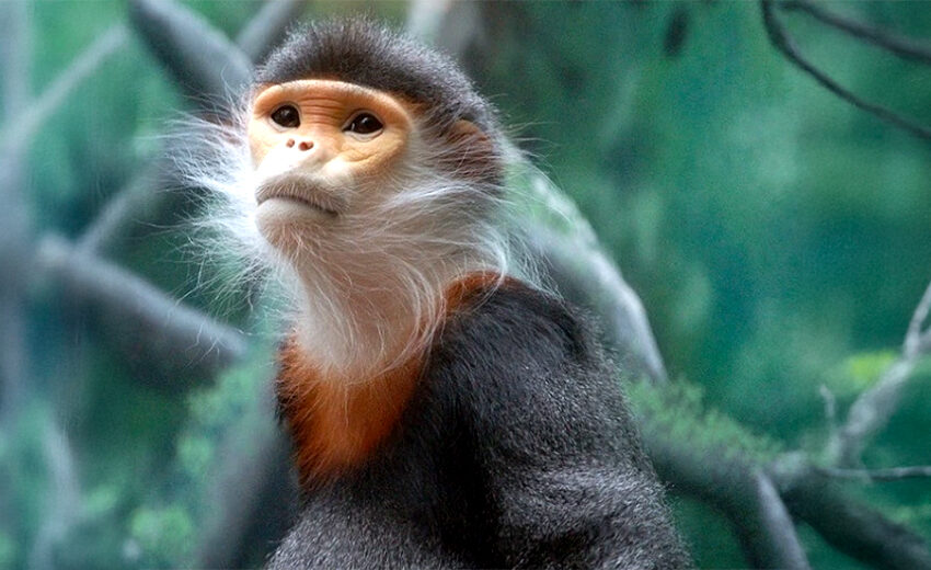 grey-shanked douc langur