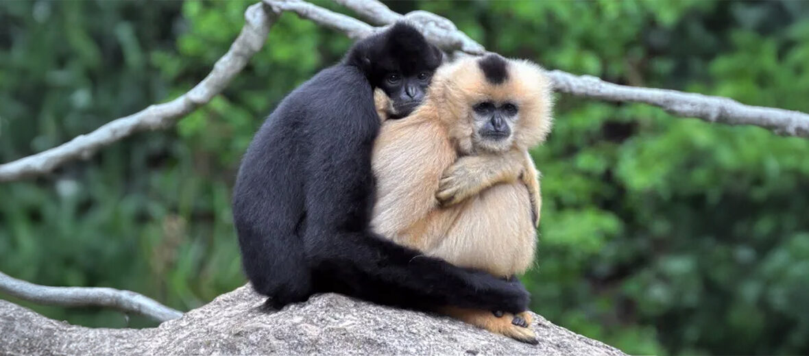 Hainan black crested gibbon