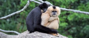 Hainan black crested gibbon