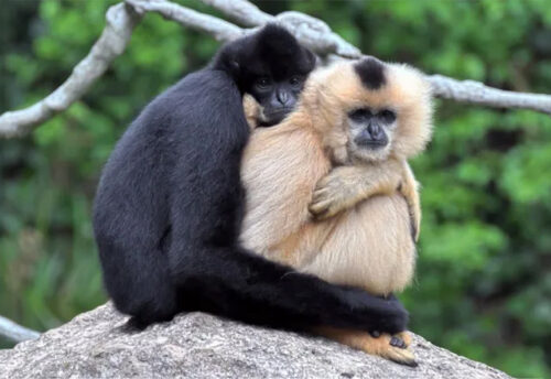 Hainan black crested gibbon