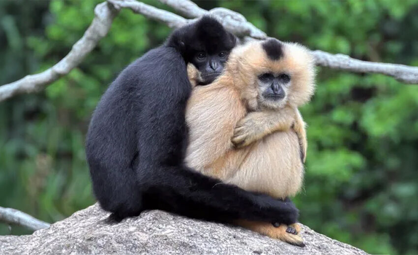 Hainan black crested gibbon