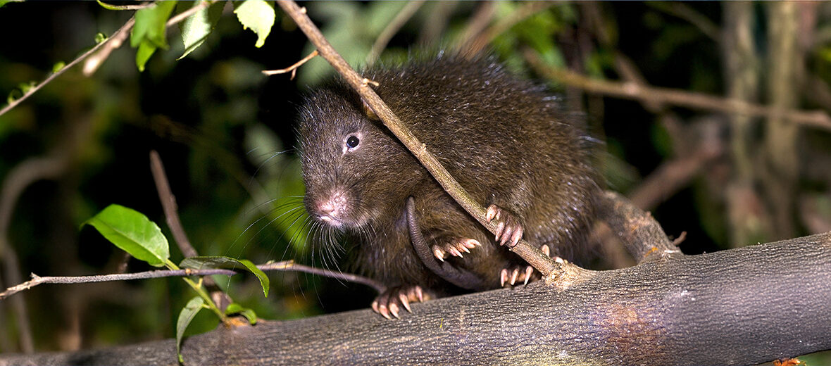 Hispaniolan hutia