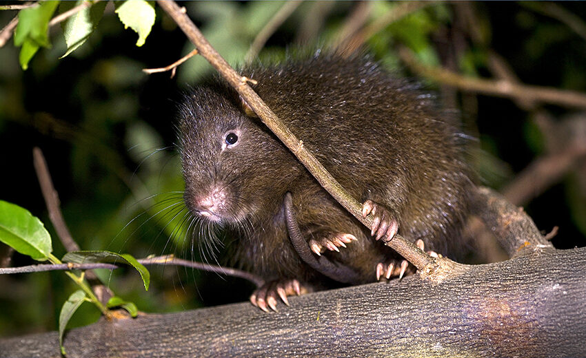 Hispaniolan hutia