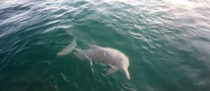 Indo-Pacific humpback dolphin