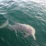 Indo-Pacific humpback dolphin