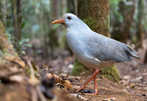 kagu
