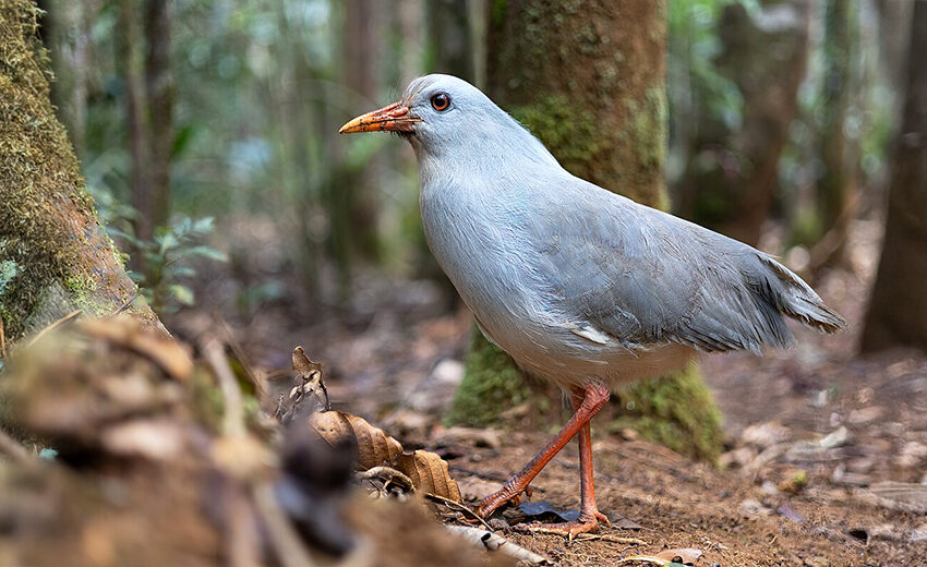 kagu