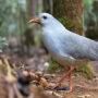 kagu