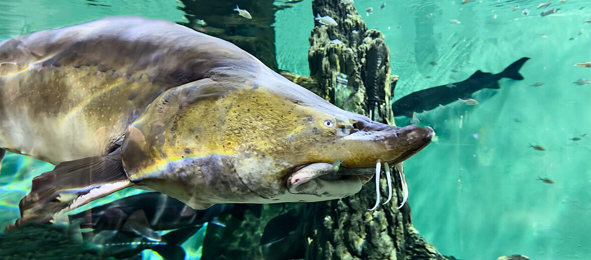 kaluga sturgeon
