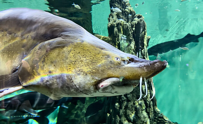 kaluga sturgeon