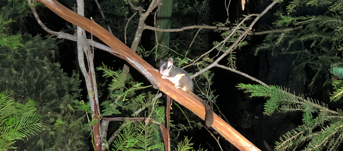 Leadbeater's possum