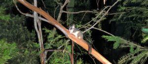 Leadbeater's possum