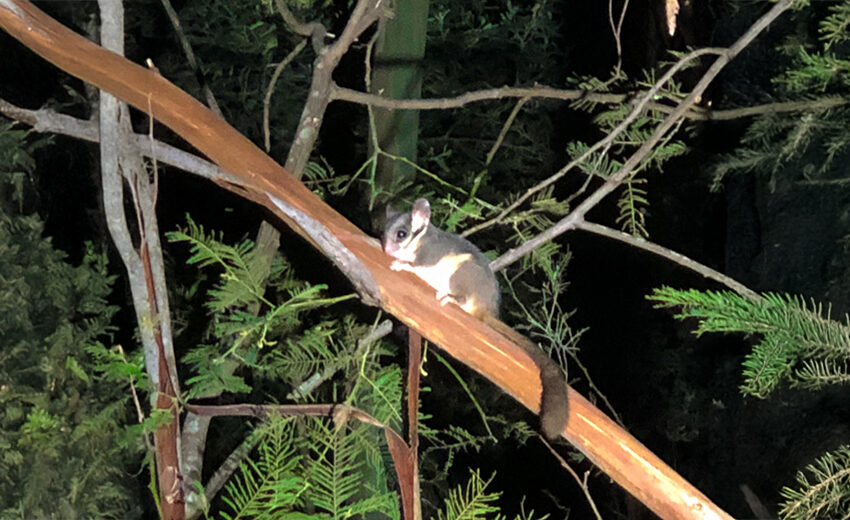 Leadbeater's possum