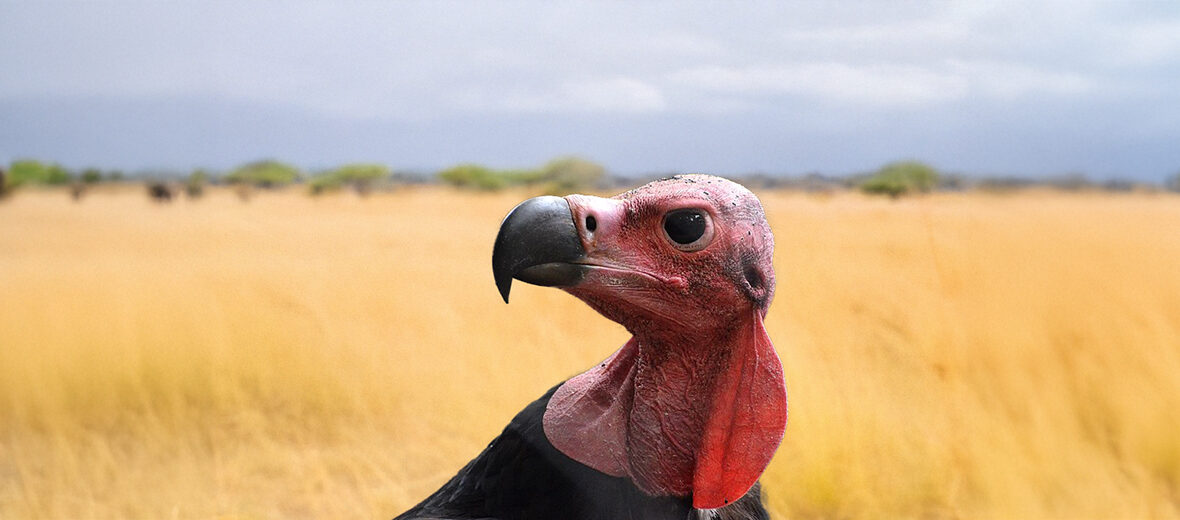 red-headed vulture