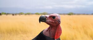 red-headed vulture