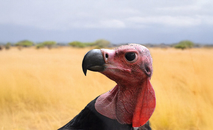 red-headed vulture