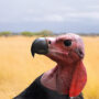 red-headed vulture