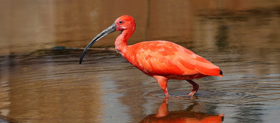 scarlet ibis