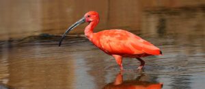 scarlet ibis