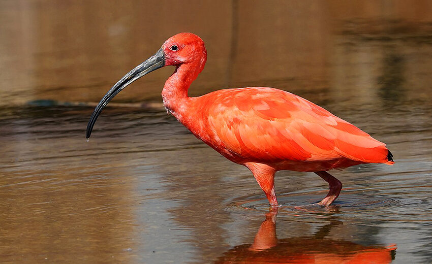 scarlet ibis