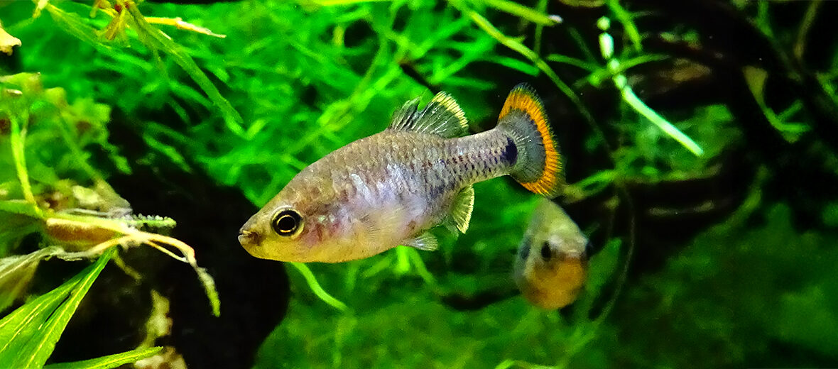 tequila splitfin