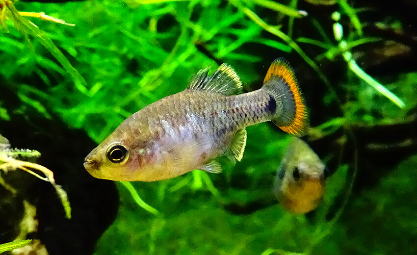 tequila splitfin