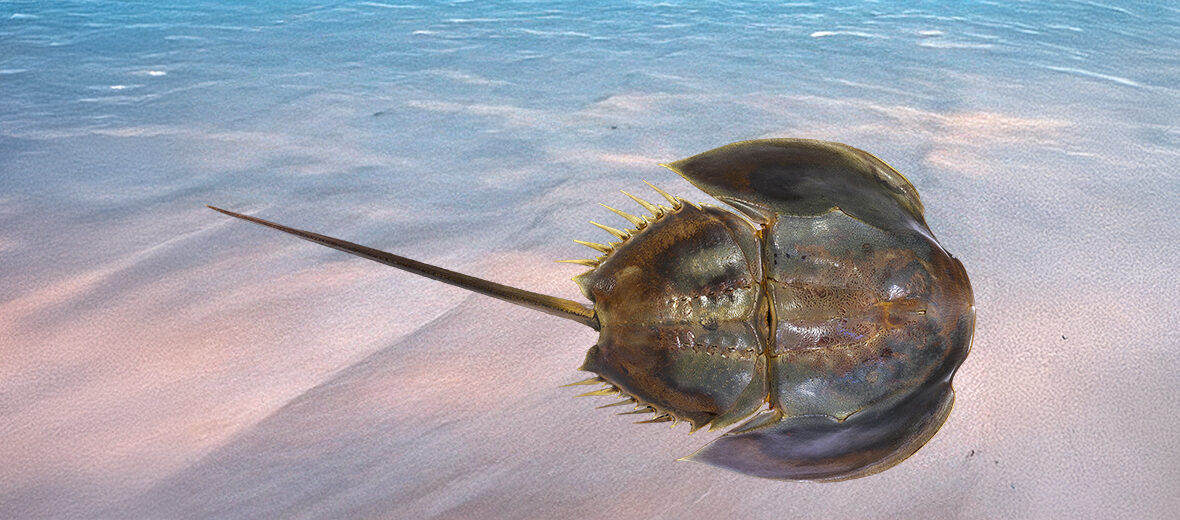 tri-spine horseshoe crab