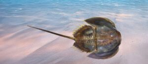 tri-spine horseshoe crab