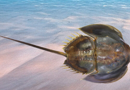 tri-spine horseshoe crab