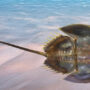 tri-spine horseshoe crab