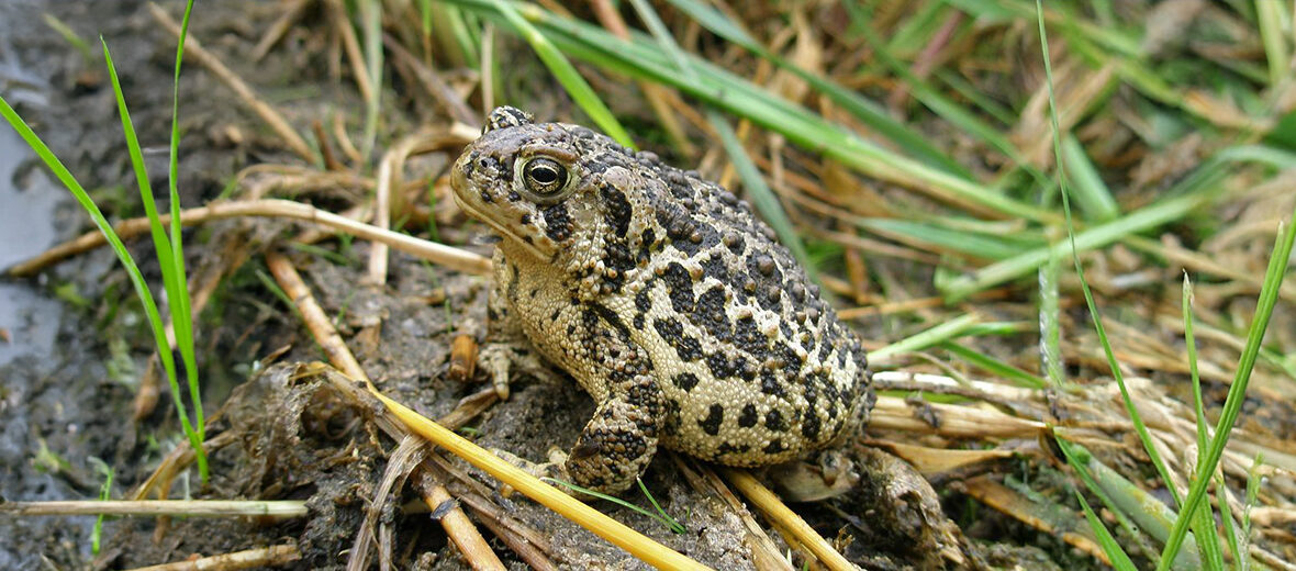 Wyoming toad