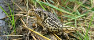 Wyoming toad