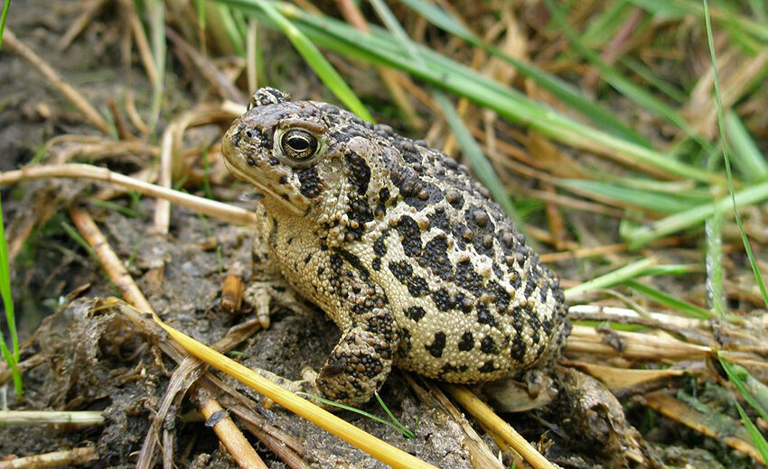 Wyoming toad