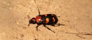 American burying beetle